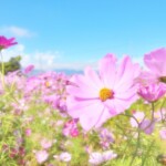 コスモス
